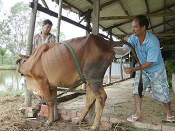 Phương pháp thụ tinh nhân tạo cho bò 