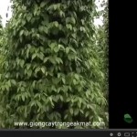 Bộ video kỹ thuật trồng và chăm sóc cây Hồ tiêu