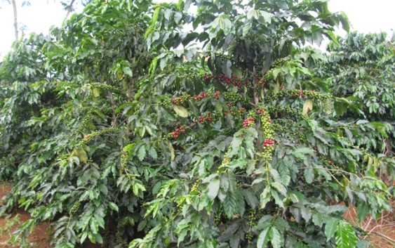 Tìm hiều về cây cà phê Arabica ( cà phê chè )