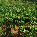 Phục hồi vườn cà phê sau thu hoạch (Video)