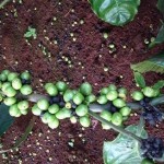 Hiện tượng rụng quả trên cây cà phê