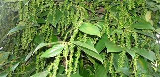 Kỹ thuật làm bông cho cây hồ tiêu