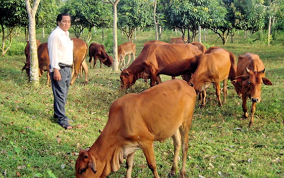 Kỹ thuật nuôi bò thịt năng suất cao